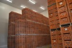 COLD STORAGE OF VALANCIA ORANGES