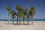 PALM TREES ON COSTA BENIDORM