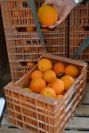 VALANCIA ORANGES STRAIGHT FROM THE CITRUS GROVES