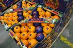 VALENCIA ORANGES READY FOR SALE