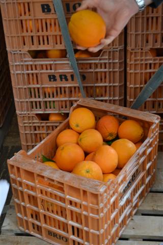 SPANISH PRODUCTS AND COMMODITIES - VALENCIAN ORANGES